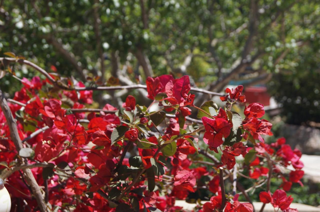 Les Jardins De Santa Giulia - Charmante Chambre D'Hote 2 Porto-Vecchio  Eksteriør billede